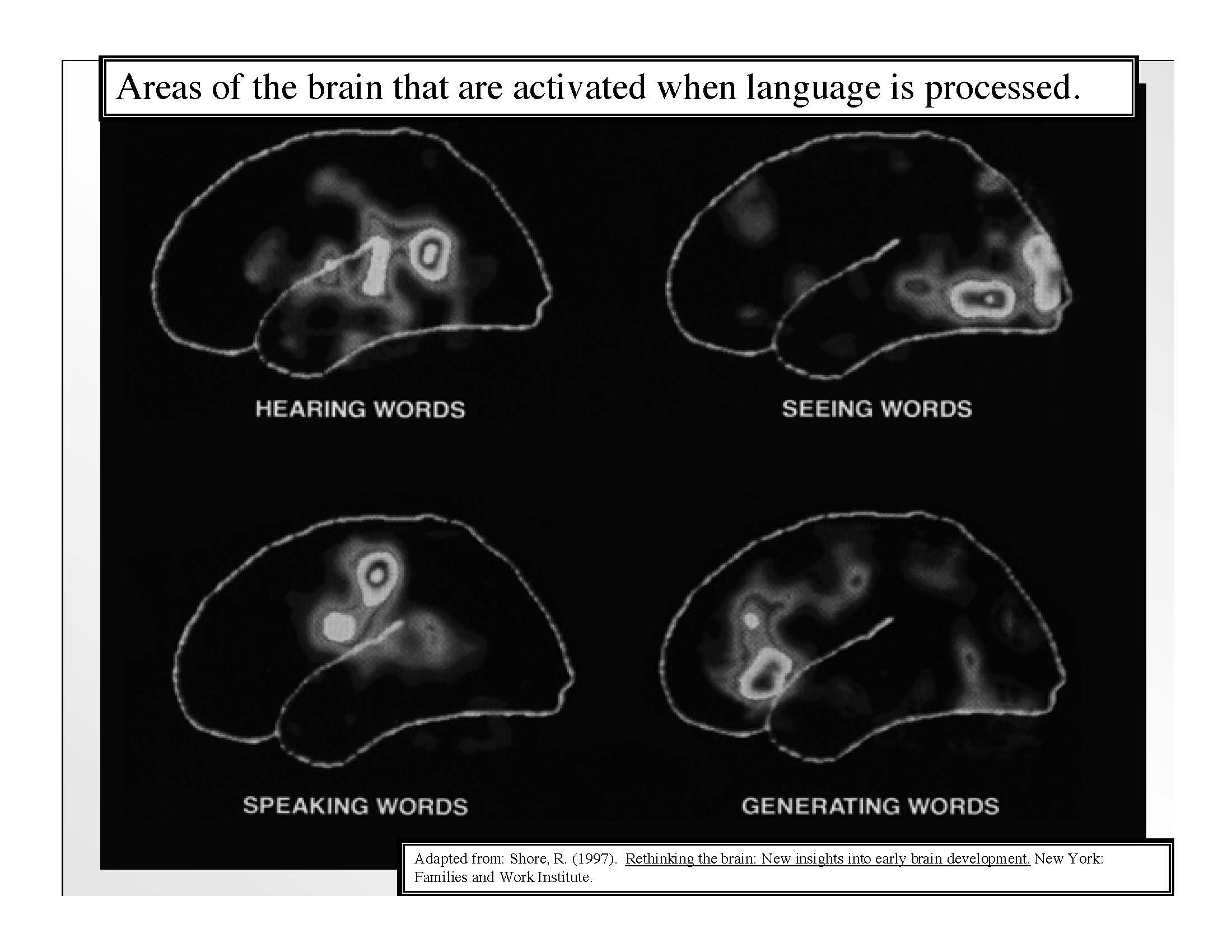 "Areas of the brain that are activated when language is processed"